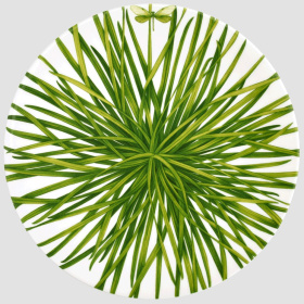 Блюдо сервировочное Taitù Life In Green Piatto da Portata Rotondo/Segnaposto 12-13-6