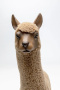 Фигурка KARE Deko Figur Happy Alpaca 56052. фото 6
