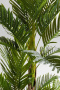 Искусственное растение KARE Deko Pflanze Palm Tree 51789. фото 3